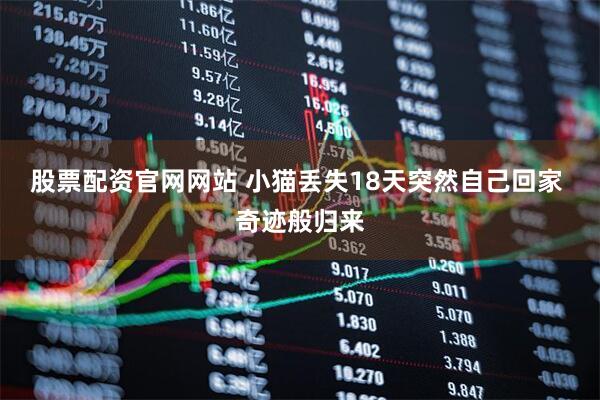 股票配资官网网站 小猫丢失18天突然自己回家 奇迹般归来